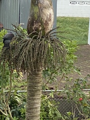 Hemiphaga novaeseelandiae