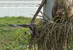 Hemiphaga novaeseelandiae