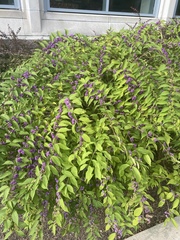 Callicarpa dichotoma