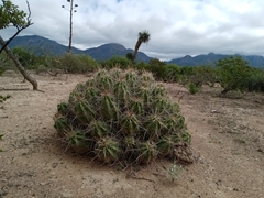 Echinocereus enneacanthus enneacanthus