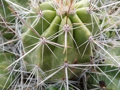Echinocereus enneacanthus enneacanthus