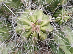 Echinocereus enneacanthus enneacanthus