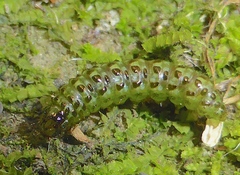 Phaeosaces coarctatella