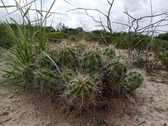 Echinocereus enneacanthus enneacanthus