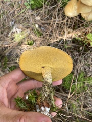 Suillus intermedius