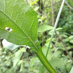 Verbesina tetraptera
