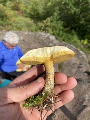 Suillus intermedius