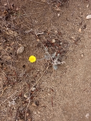 Baileya pleniradiata