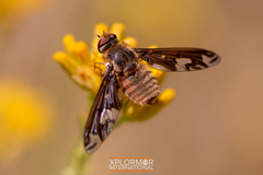 Poecilanthrax willistonii