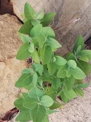 Magnoliopsida