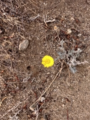 Baileya pleniradiata