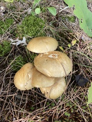 Suillus intermedius