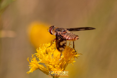 Poecilanthrax willistonii