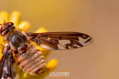 Poecilanthrax willistonii