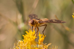 Poecilanthrax willistonii