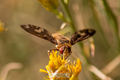 Poecilanthrax willistonii