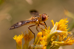 Poecilanthrax willistonii