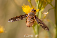 Poecilanthrax willistonii