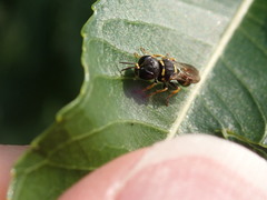 Ectemnius stirpicola