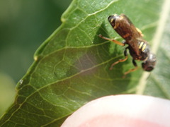 Ectemnius stirpicola