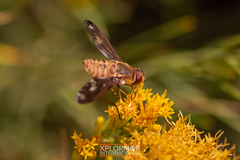 Poecilanthrax willistonii