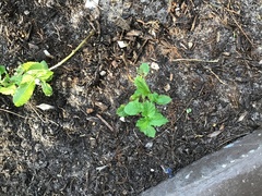 Mentha longifolia polyadena