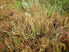 Polygonum equisetiforme