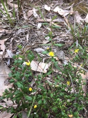 Hibbertia aspera