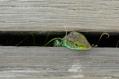 Timon lepidus ibericus