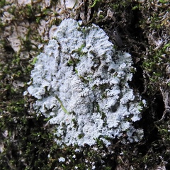 Lepraria normandinoides