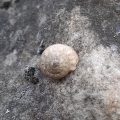 Backeljaia gigaxii