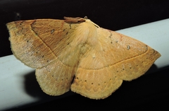 Anthela directa