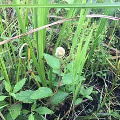 Dasineura salicifoliae