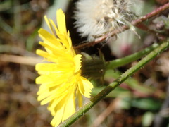 Picris hieracioides hieracioides