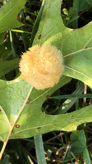 Callirhytis infuscata