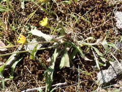 Picris hieracioides hieracioides