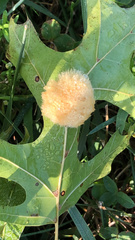 Callirhytis infuscata