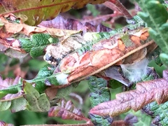 Lophocampa caryae