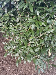 Viburnum rhytidophyllum