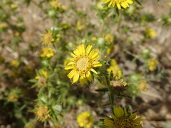 Centromadia fitchii