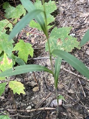 Eurybia surculosa