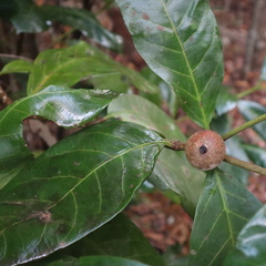 Atractocarpus sessilis