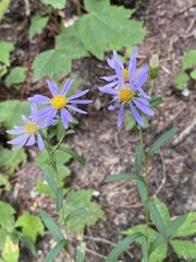Eurybia surculosa