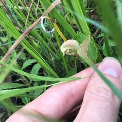 Dasineura salicifoliae