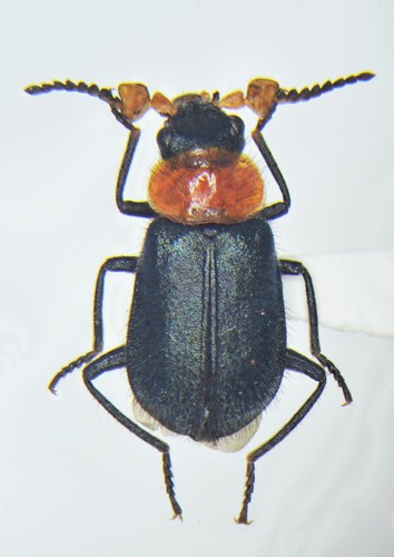 Tri-coloured Soft-winged Flower Beetle