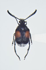 Megacerus discoidus