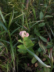 Dasineura salicifoliae