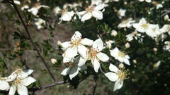 Lindleya mespiloides