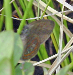 Neonympha helicta