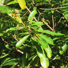 Buchanania arborescens